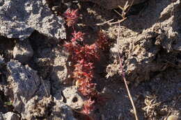 Imagem de Chorizanthe polygonoides A. Gray