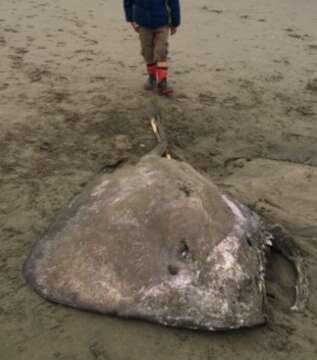 Image of Brown Stingray