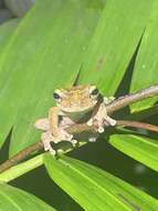 Image of Kuranda Tree Frog