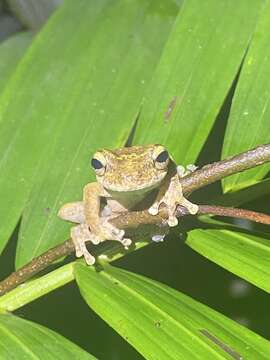 Image of Kuranda Tree Frog