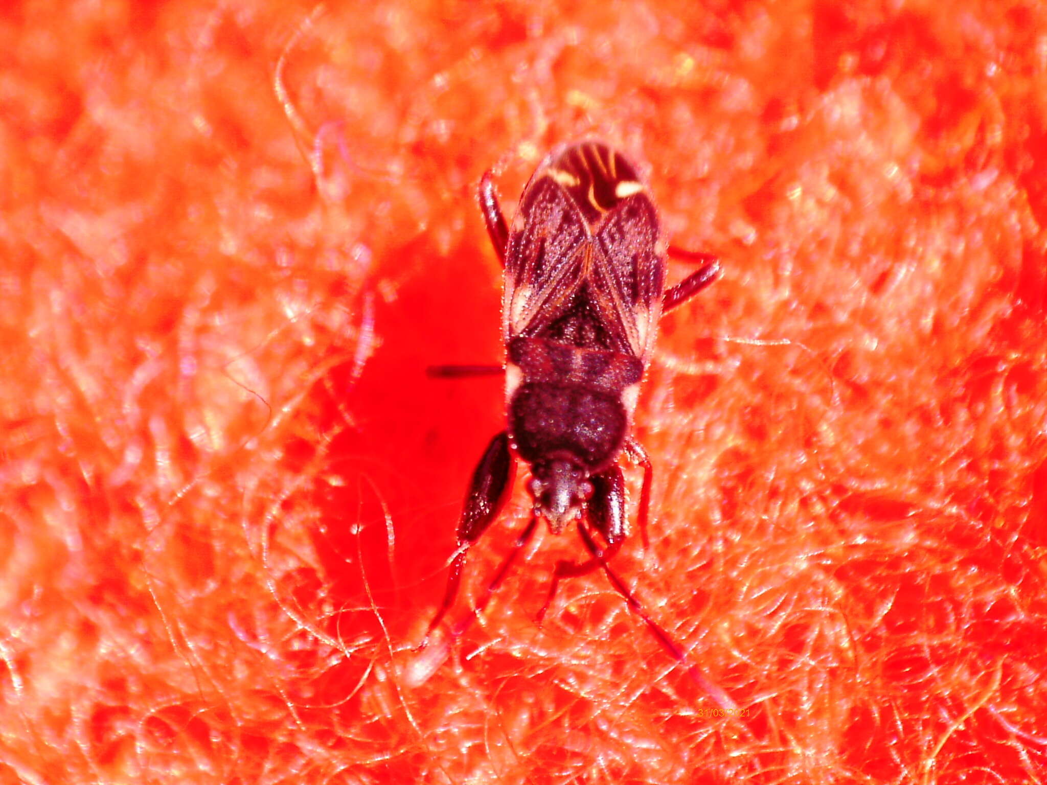 Image of Eremocoris podagricus Fabricius & J. C. 1775