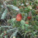 Image of Cylindropuntia caribaea (Britton & Rose) F. M. Knuth