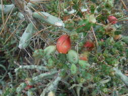 Image de Cylindropuntia caribaea (Britton & Rose) F. M. Knuth