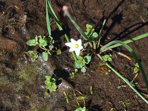 Imagem de Zephyranthes minima Herb.