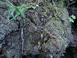 Image of Myosotis nemorosa Besser