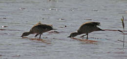 Image of Bernier's Teal