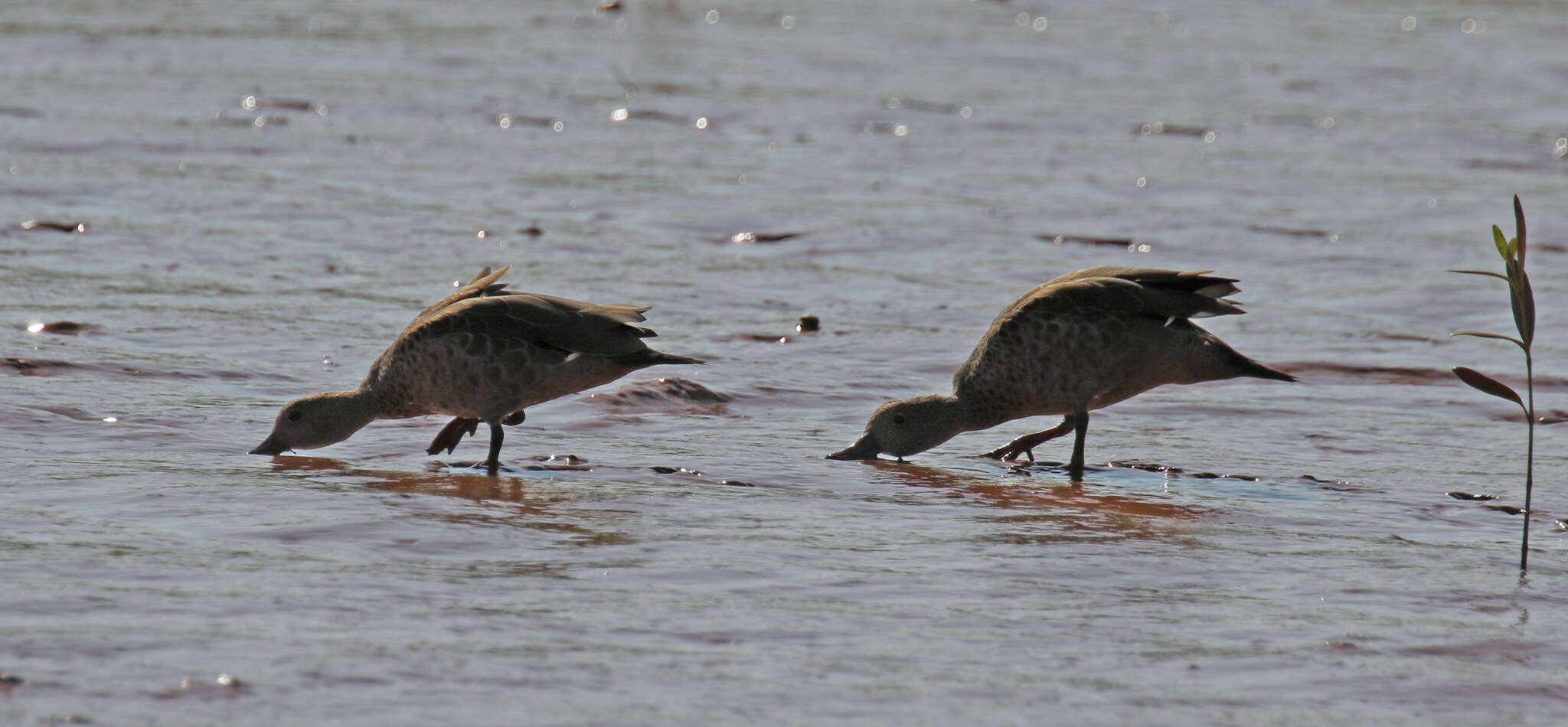 Image of Bernier's Teal