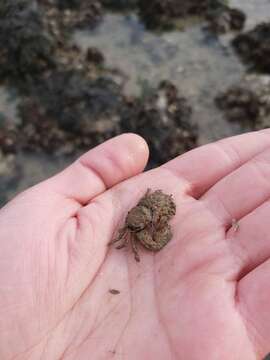 Image of broad-clawed porcelain crab