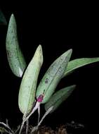 Image of Fly-carrying Restrepia