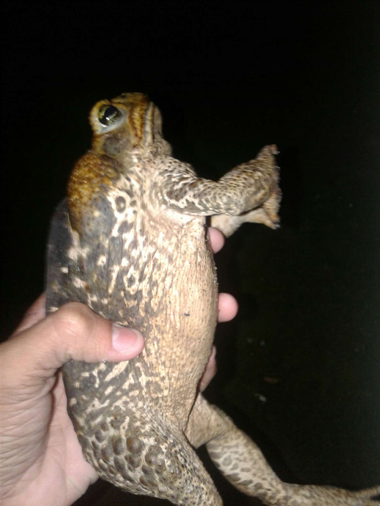 Image of Cururu Toad