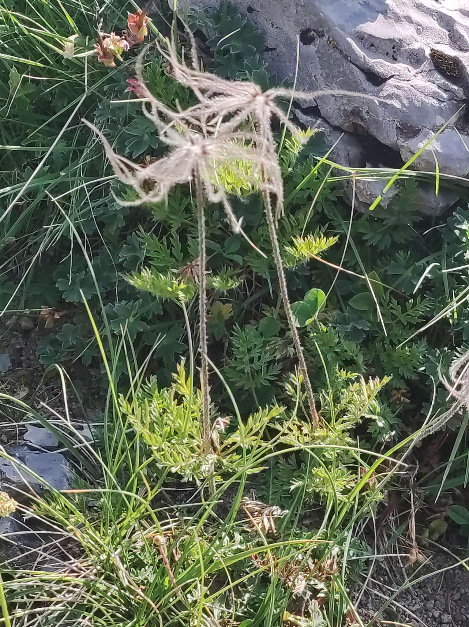 Image of Pulsatilla alpina subsp. font-queri Lainz & P. Monts.