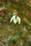 Image de Caladenia chlorostyla D. L. Jones, Molloy & M. A. Clem.