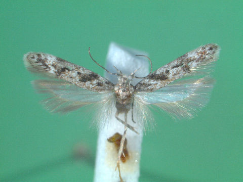 Image of <i>Caryocolum blandelloides</i> Karsholt 1981