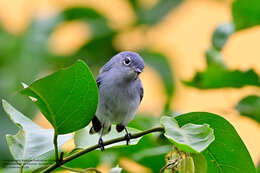 صورة Polioptila caerulea cozumelae Griscom 1926