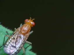 Image de Tetanocera valida Loew 1862