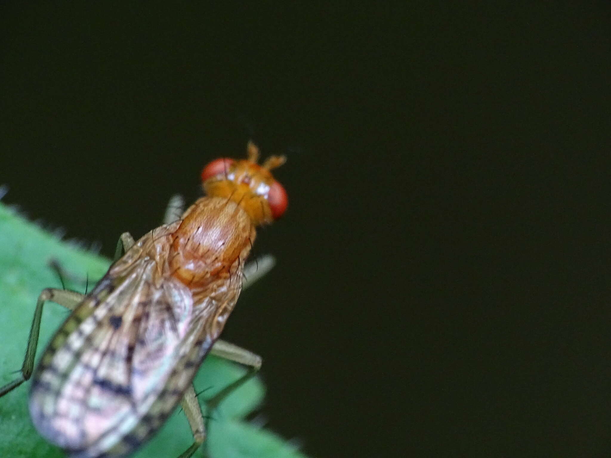 Image de Tetanocera valida Loew 1862