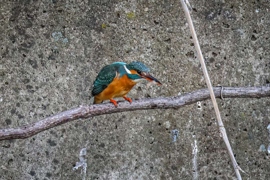 Image of Alcedo atthis bengalensis Gmelin & JF 1788