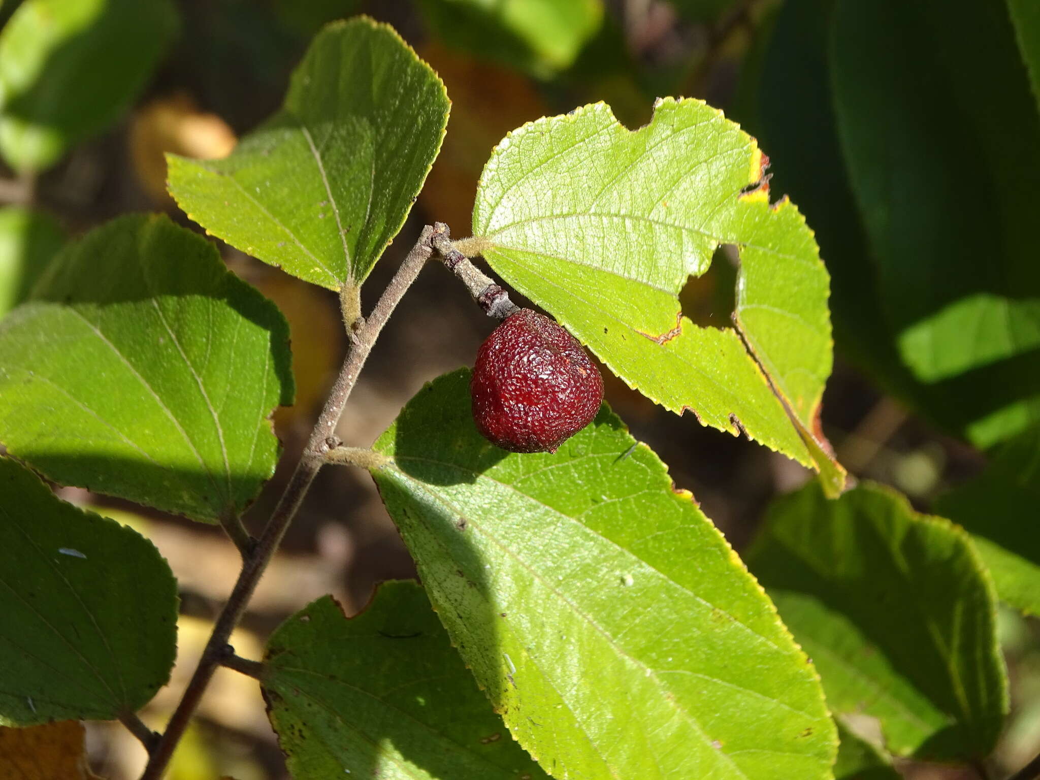 Image de Grewia falcistipula K. Schum.