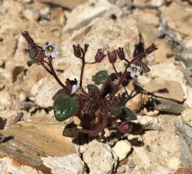 Image de Phacelia barnebyana Howell