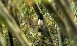 Image of Black-chested Jay