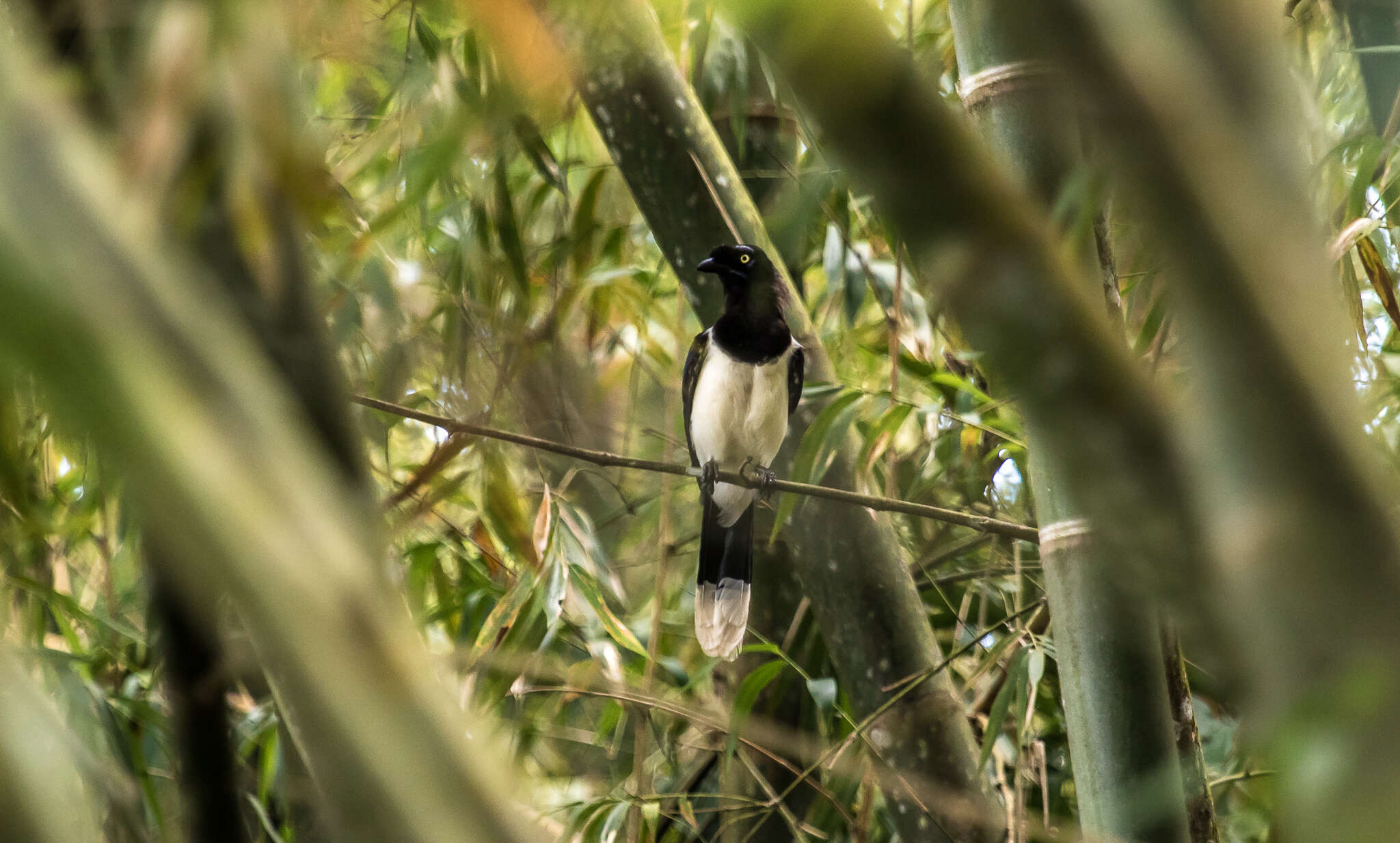 Imagem de Cyanocorax affinis Pelzeln 1856