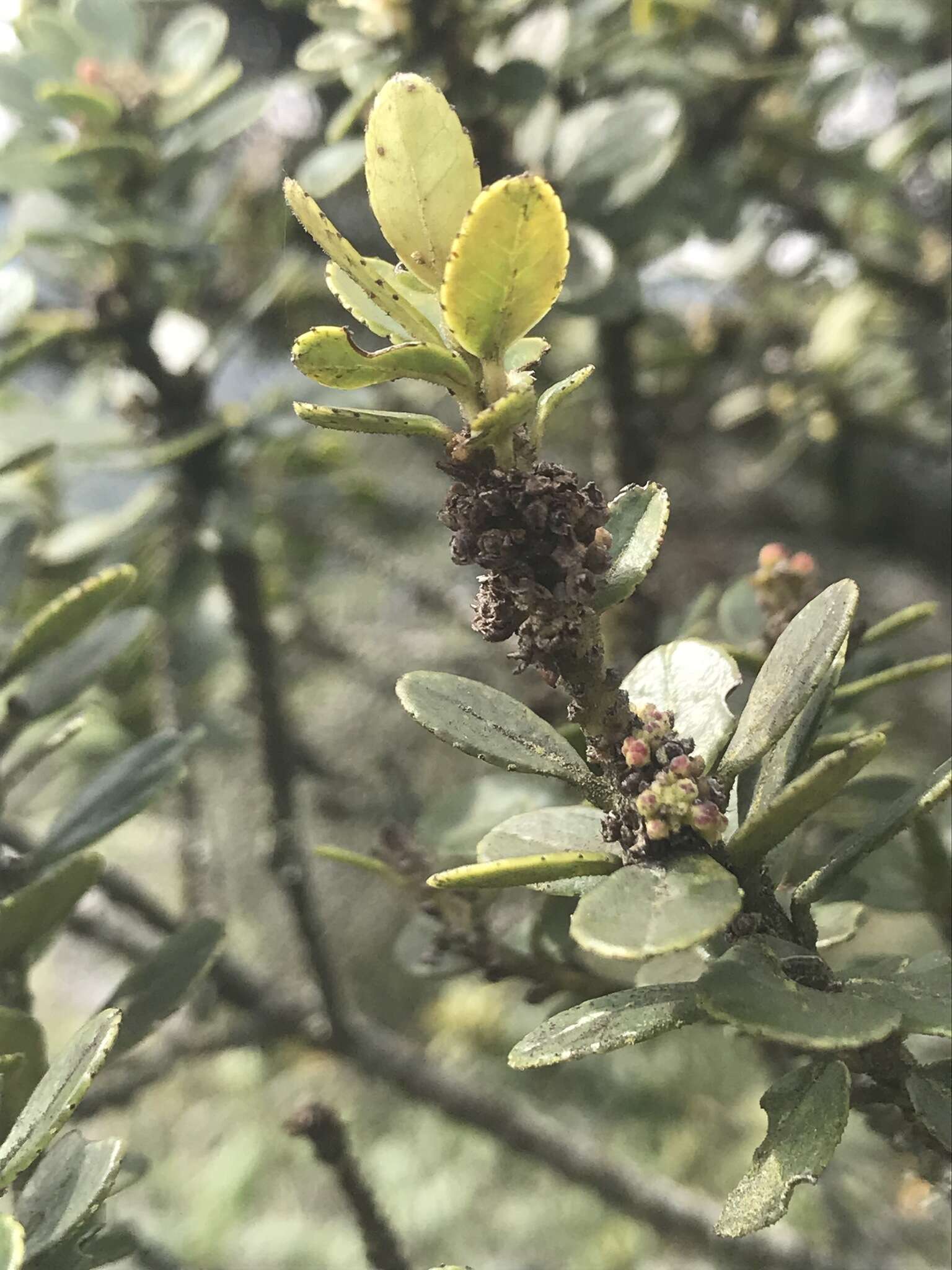 Image of Ilex kunthiana Triana