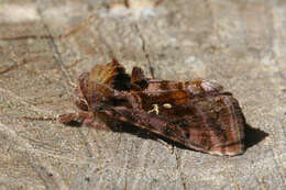 Imagem de Autographa pulchrina Haworth 1802