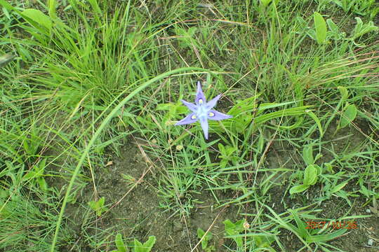 Image of Moraea inclinata Goldblatt