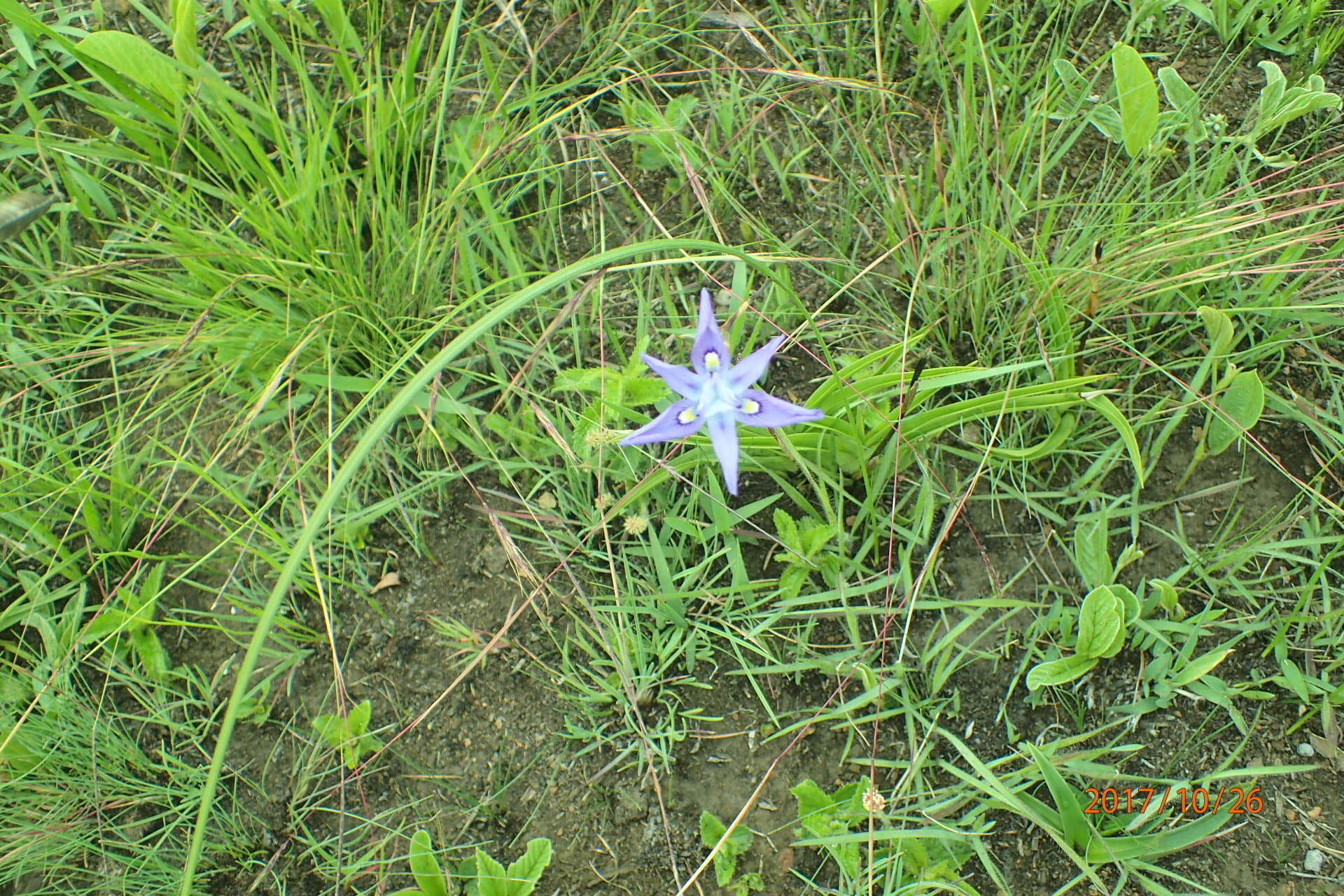 Image of Moraea inclinata Goldblatt