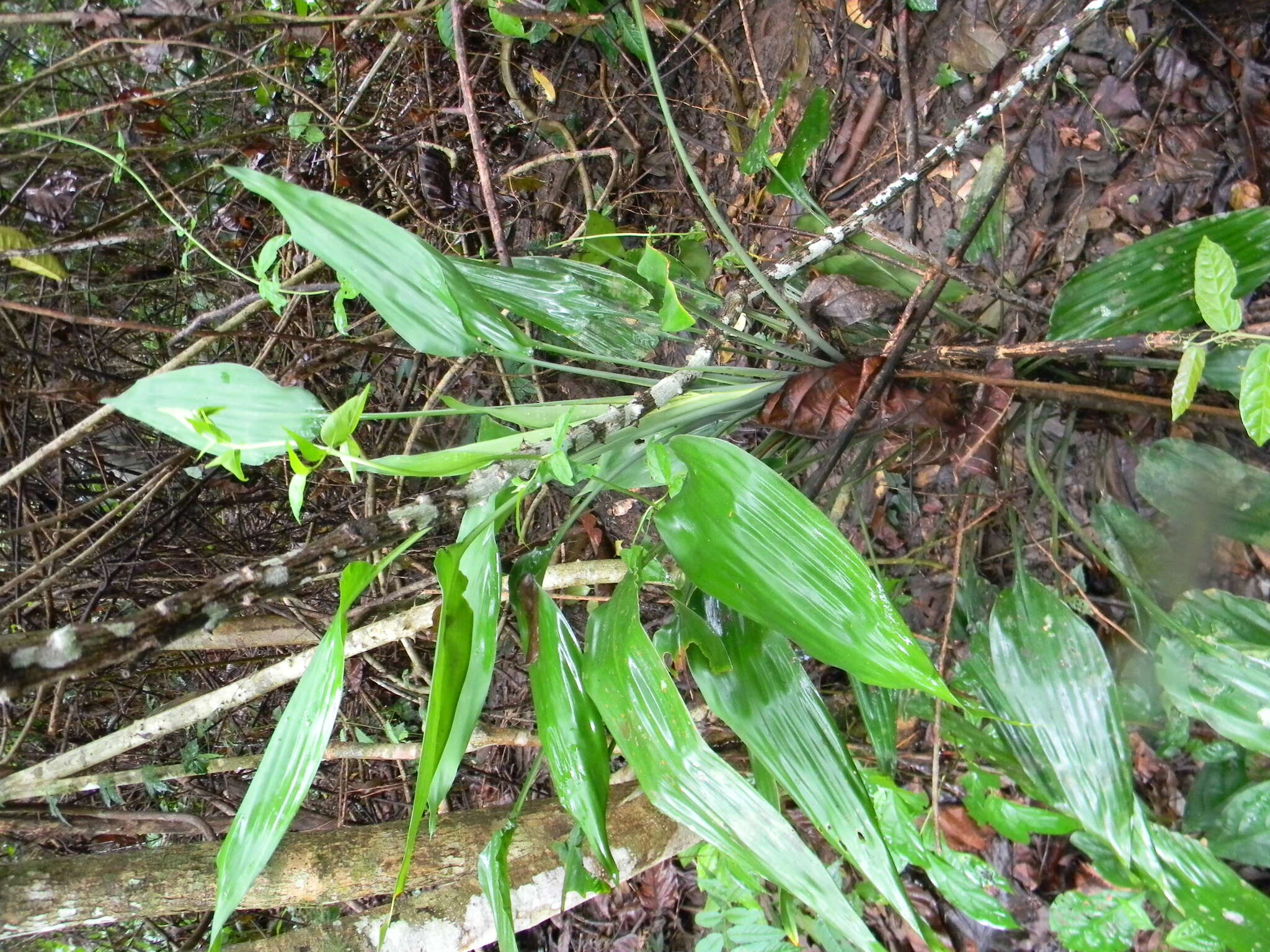 Image of Dracaena aubryana Brongn. ex É. Morren