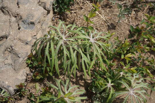 Plancia ëd Syneilesis aconitifolia (Bunge) Maxim.