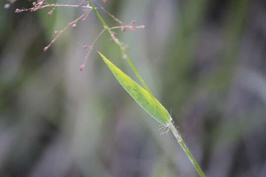 Imagem de Panicum acuminatum var. lindheimeri (Nash) Beetle