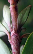 Image of Coprosma propinqua var. latiuscula Allan