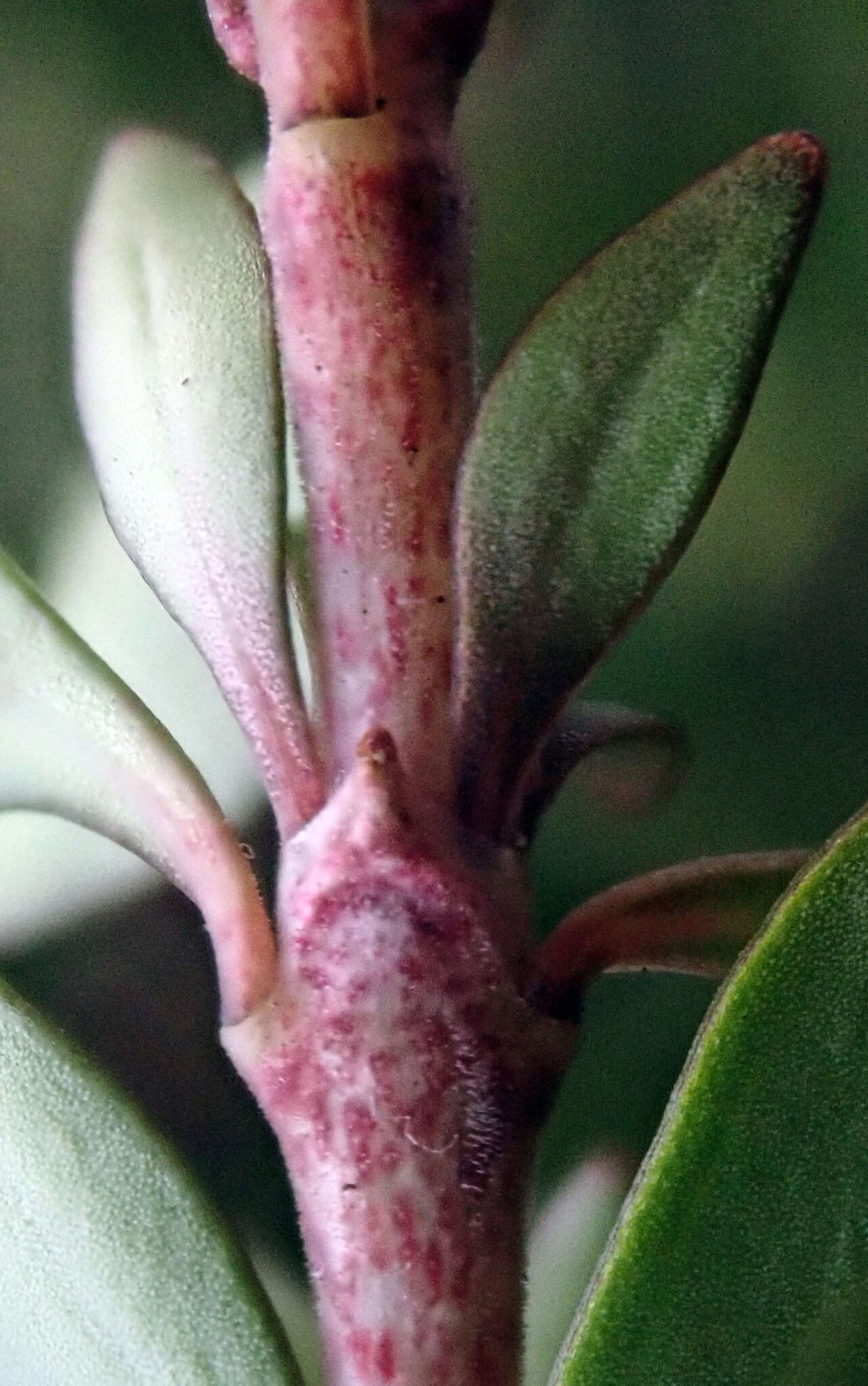 Слика од Coprosma propinqua var. latiuscula Allan