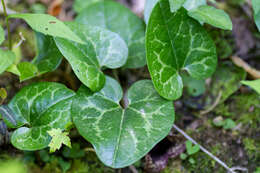 Image of largeflower heartleaf