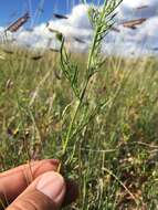 Image of Wright's dogweed