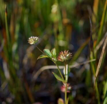 Trifolium buckwestiorum Isely的圖片