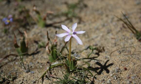 Image of Romulea hantamensis (Diels) Goldblatt