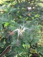 Sivun Calliandra magdalenae (DC.) Benth. kuva