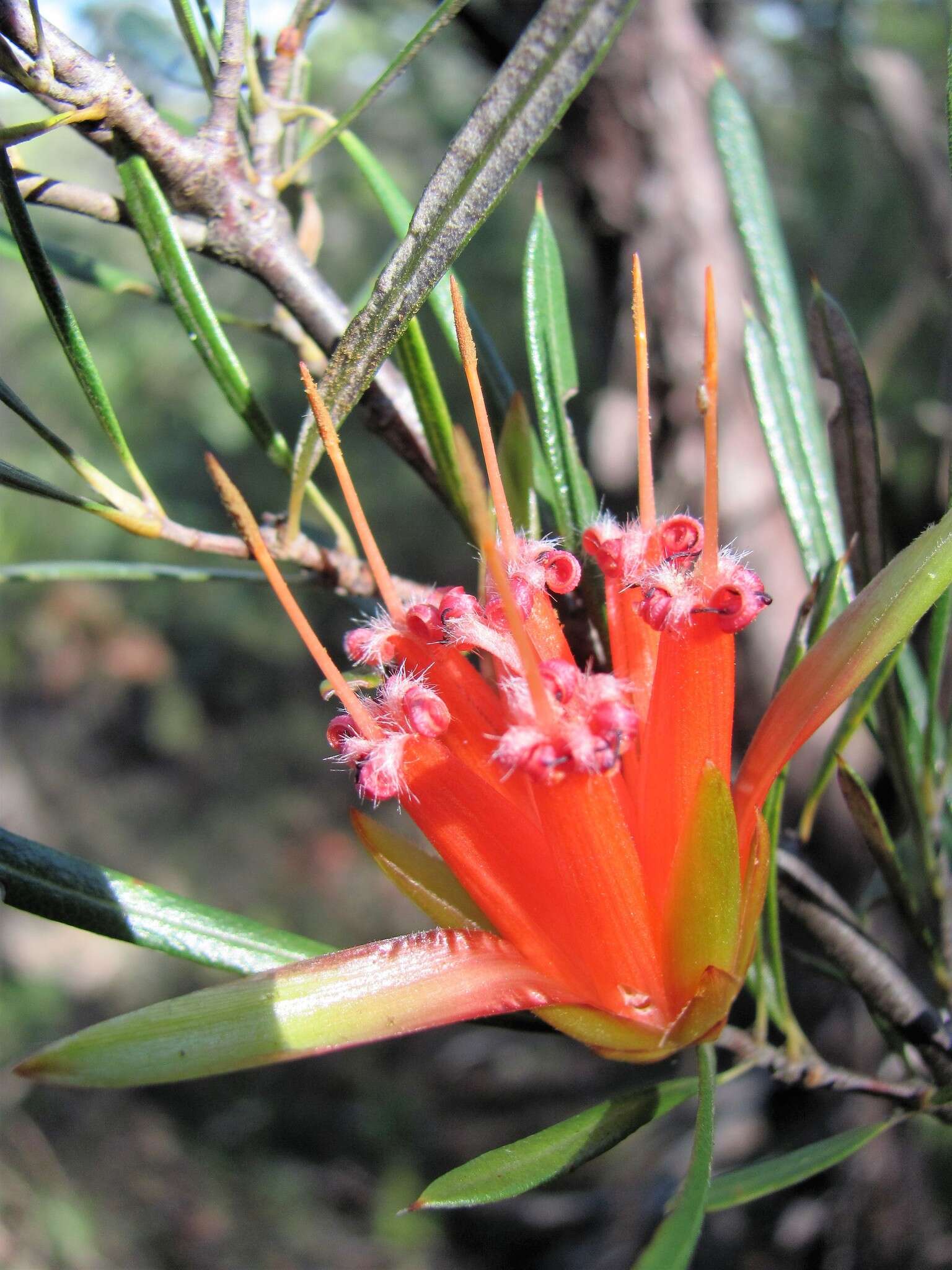 Image of Lambertia formosa Sm.