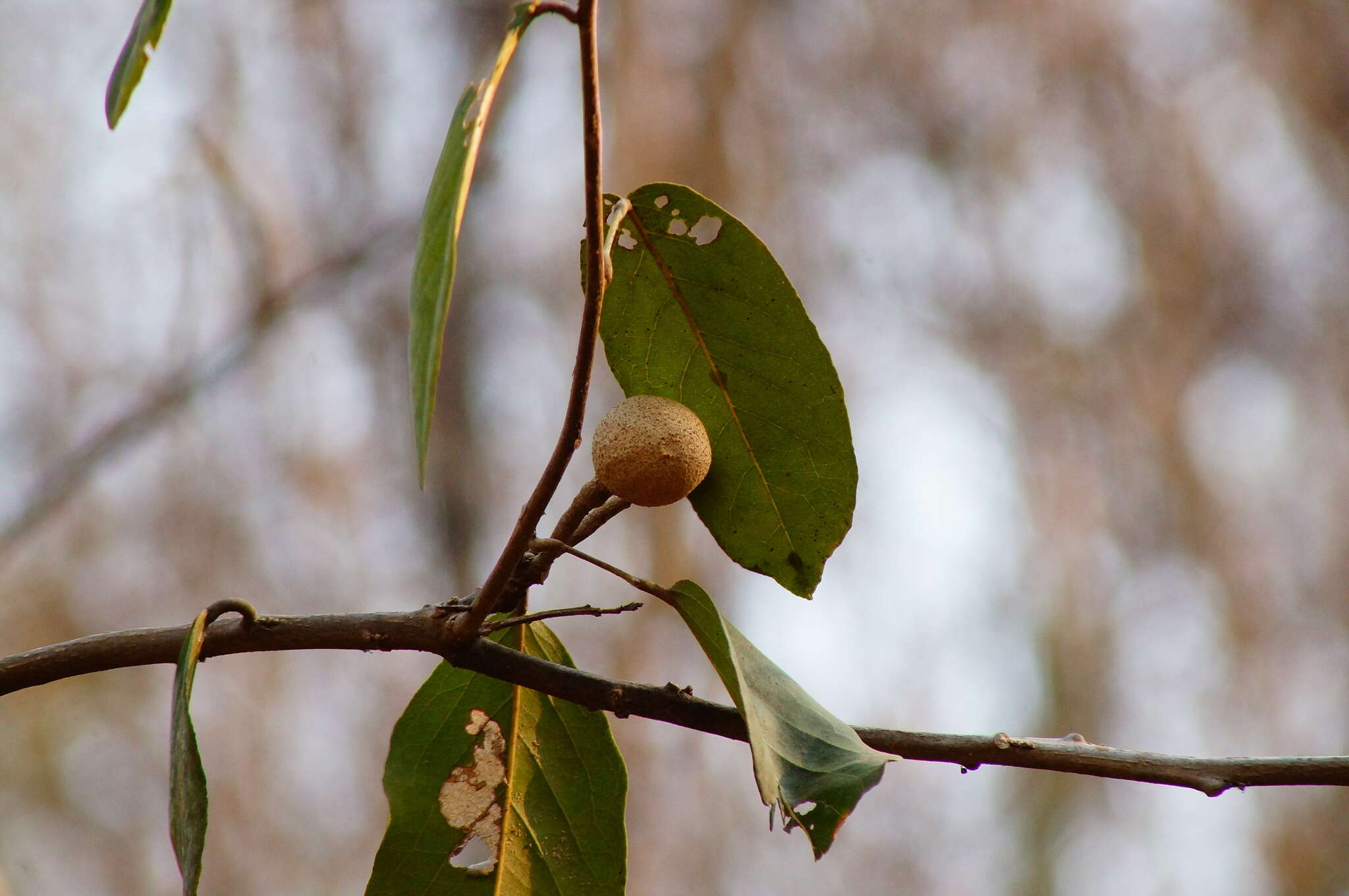 Image of morisonia