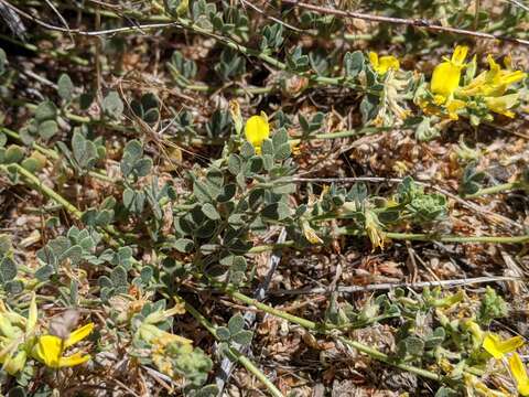 Image de Acmispon decumbens