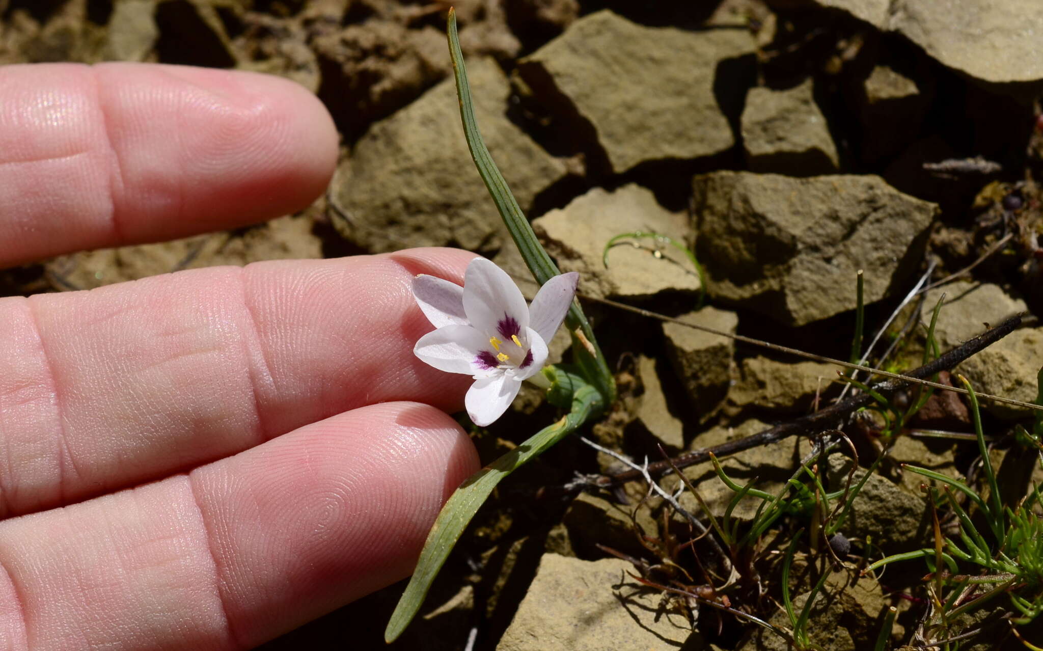 Image of Hesperantha luticola Goldblatt