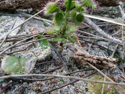 Image de Drosera stolonifera subsp. porrecta (Lehm.) N. Marchant & Lowrie