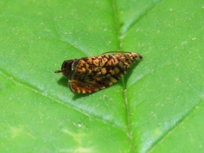 Image of Dichrorampha leopardana Busck 1906