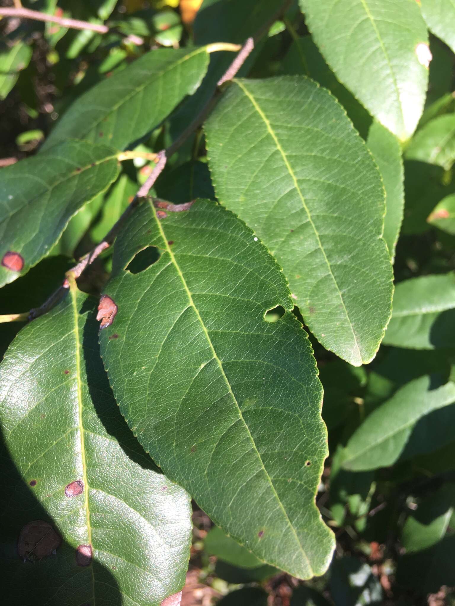 Image of Alabama cherry