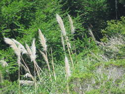 Image of purple pampas grass