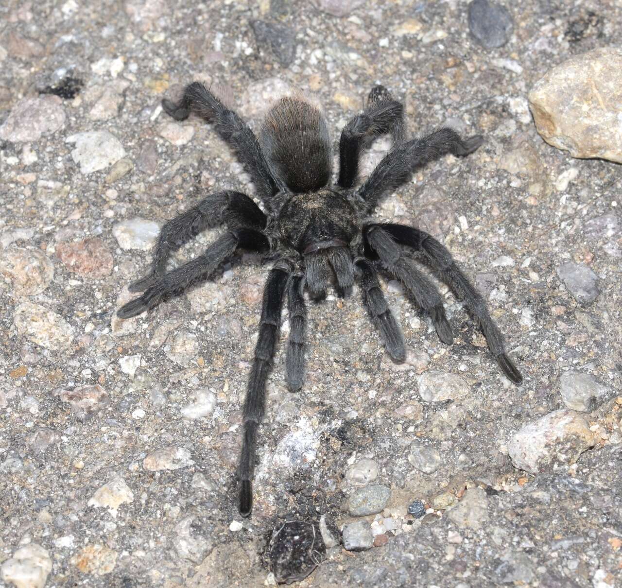 Image of Aphonopelma madera Hamilton, Hendrixson & Bond 2016