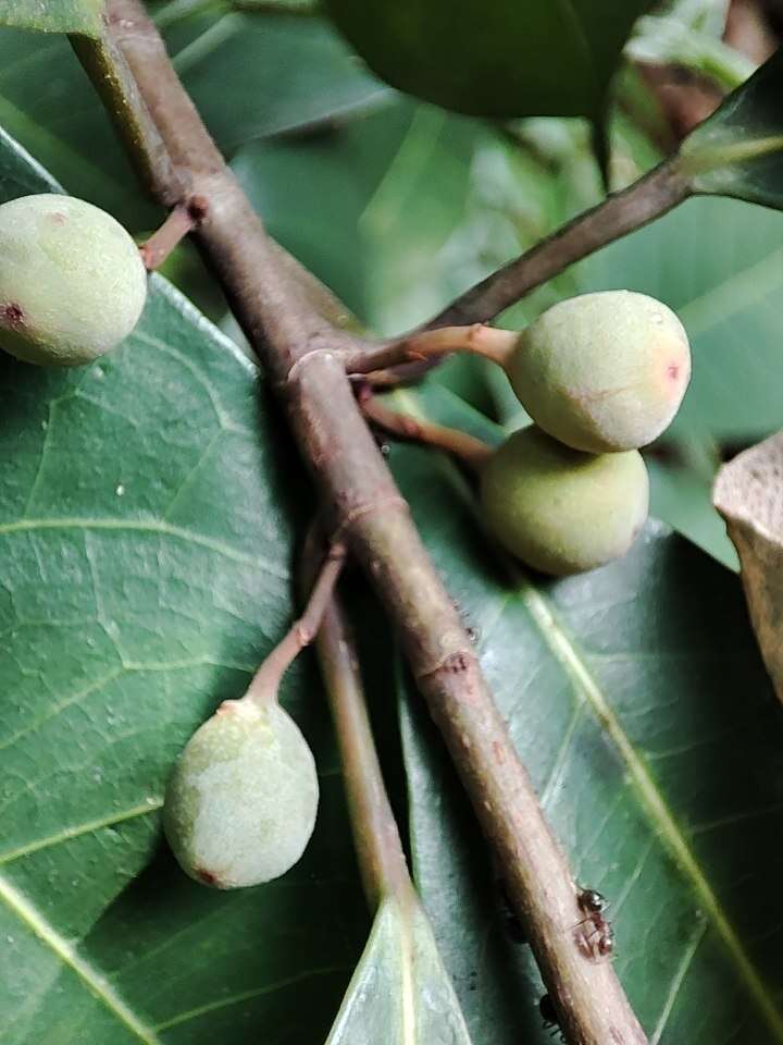 صورة Ficus vasculosa Wall. ex Miq.