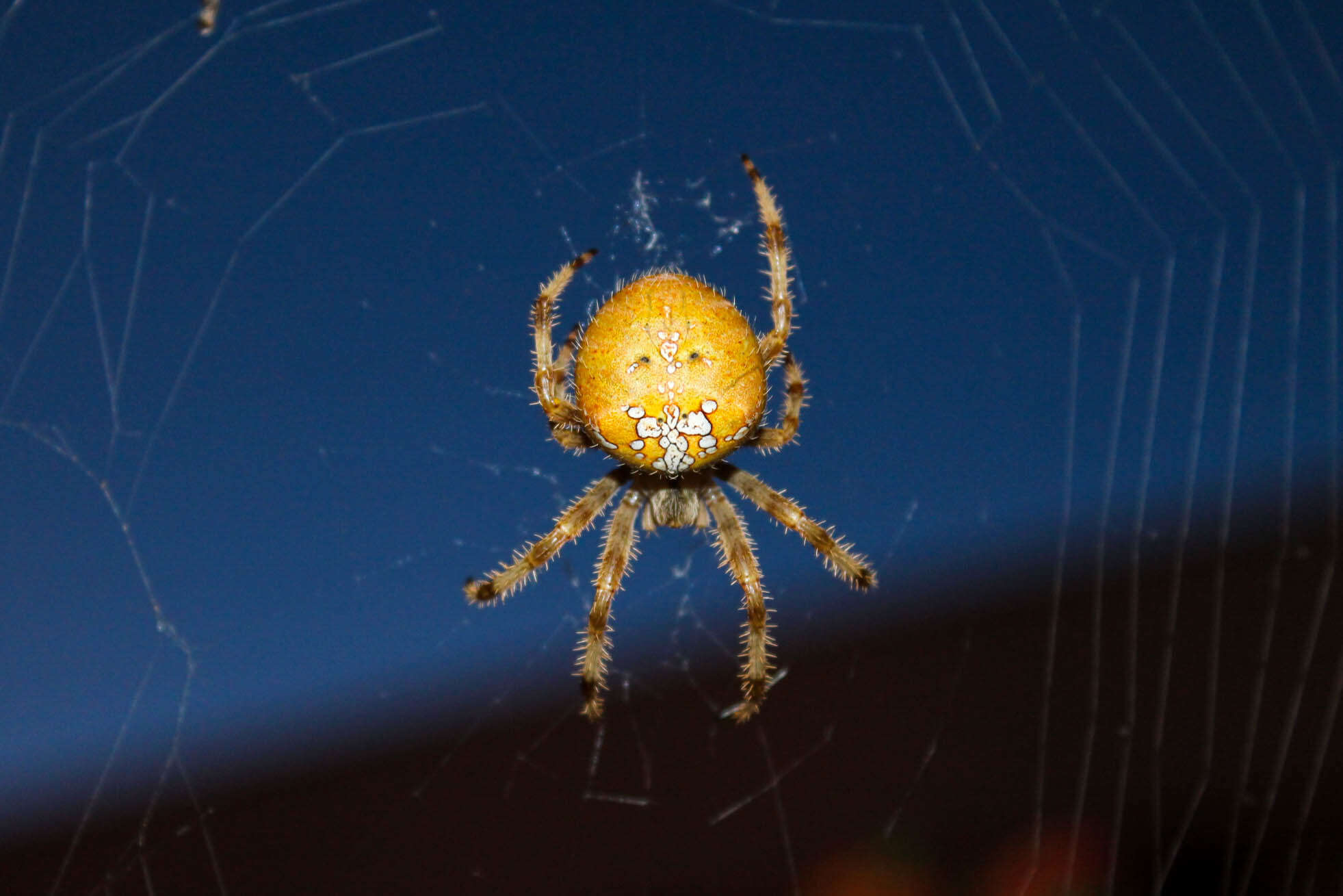 Image of Araneus pallidus (Olivier 1789)